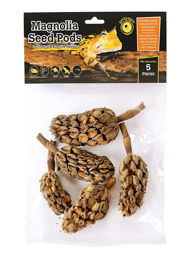 Galapagos Magnolia Seed Pods Natural Bioactive Terrariums Provides shelter and Food for microfauna 2-4 inch pods 5pk - Image 1